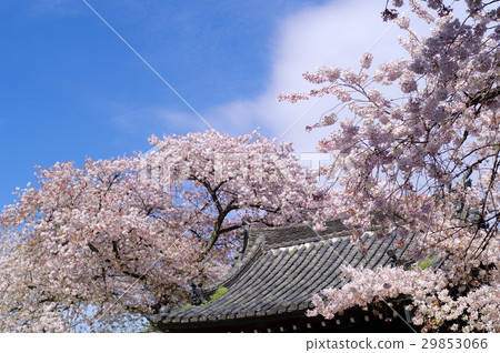 櫻花盛開〜開始落下，藍天和寺廟的屋頂一片 29853066