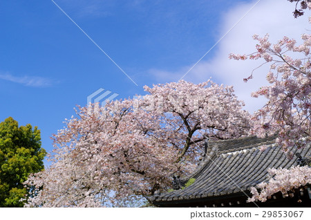 Cherry blossoms in full bloom ~ beginning to fall and the blue sky and the roof of the temple b 29853067