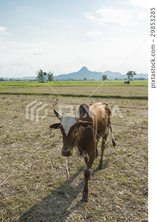 Cow on an empty rice paddy in Petchaburi, Thailand 29853285
