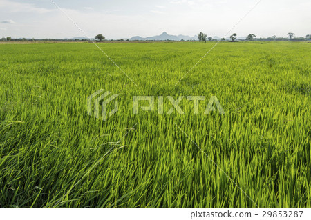 Rice paddy in Thailand during Spring time 29853287