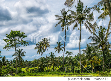 Coconut Palm Trees near Rice tarrace, Sidemen Coconut Palm Trees near Rice tarrace, Sidemen 29853418