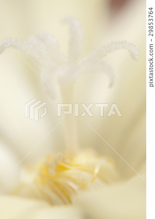 Cactus flower fragment 29853764