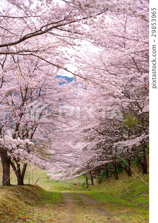 Tiger Mount Senbon Sakura in the mountain path Cherry blossom azalea Spring of Spring Higashi Chichi village u tate 29853965