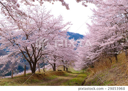 老山森山櫻在山路櫻木Nam木泉東集集村r 29853968