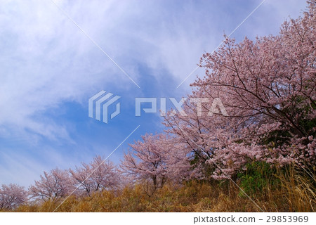 虎山森山櫻花在山路櫻花杜鵑花春天東集集村q 29853969