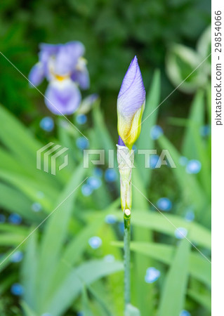 Blue Iris flower bud in the garden Blue Iris flower bud in the garden 29854066