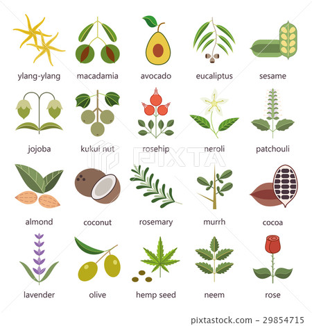 Set of herbs and plants color flat icons used in 29854715
