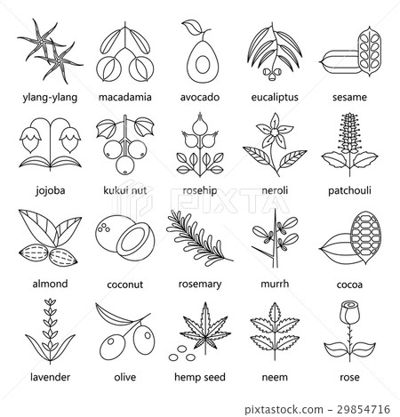 Set of herbs and plants outline icons used in 29854716