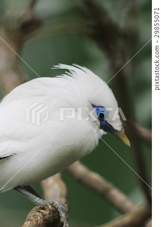 the white bird Leucopsar rothschildi 29855071