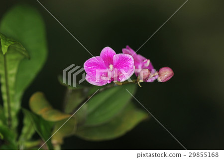 flower at spring time 2017 flower at spring time 2017 29855168