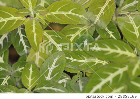 name of monkey plant at garden name of monkey plant at garden 29855169