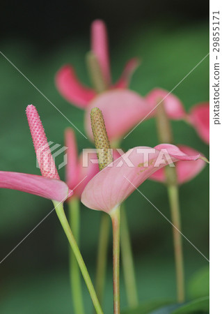 the Heart shaped and tropical flower the Heart shaped and tropical flower 29855171