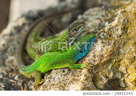 Two green emerald glossy geckos lizards on a rock 29855243