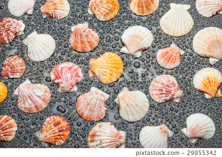 Black background with seashells 29855342