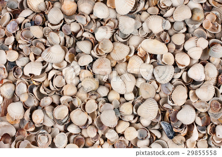 sea shells, background sea shells, background 29855558