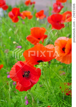 漂亮的東方罌粟 29855806
