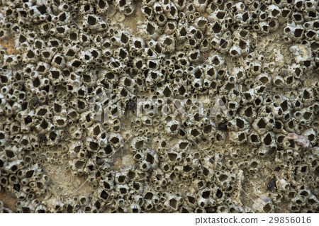 Barnacles on Rock. 29856016