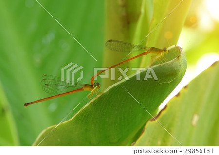 Mini Dragonflies in the morning. 29856131