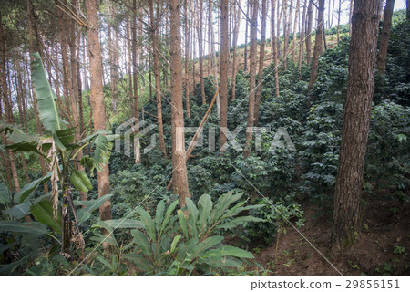 THAILAND CHIANG RAI DOI TUNG COFFEE PLANTATION THAILAND CHIANG RAI DOI TUNG COFFEE PLANTATION 29856151