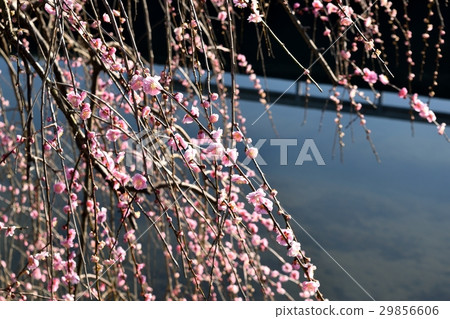 Weeping plum Weeping plum 29856606
