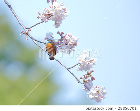 Sakura and kingfisher - friendly landscape - 29856701