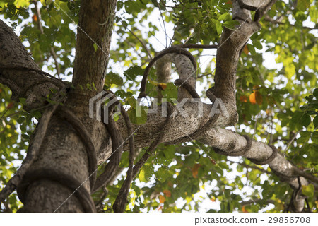 THAILAND ISAN UDON THANI PHU PHRA BAT FOREST 29856708