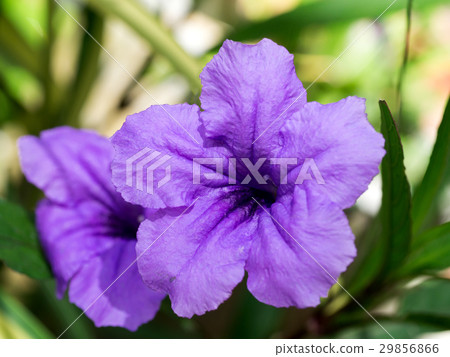 Purple flowers bloom in the morning. 29856866