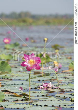 THAILAND ISAN UDON THANI KUMPHAWAPI LOTUS LAKE 29856936