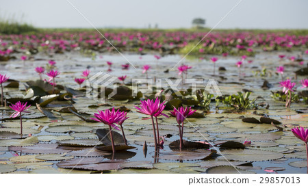 THAILAND ISAN UDON THANI KUMPHAWAPI LOTUS LAKE 29857013