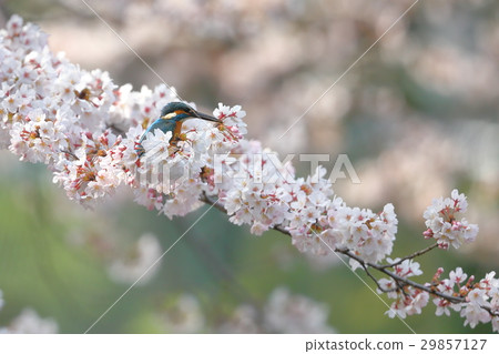 櫻花翠鳥 29857127