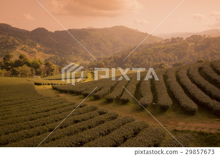 THAILAND CHIANG RAI MAE SALONG TEA PLANTATION THAILAND CHIANG RAI MAE SALONG TEA PLANTATION 29857673