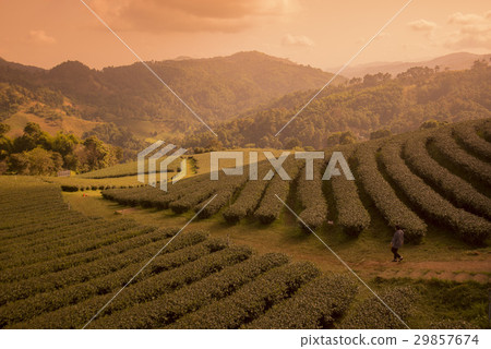 THAILAND CHIANG RAI MAE SALONG TEA PLANTATION 29857674
