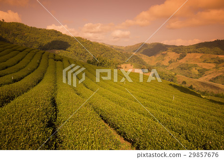 THAILAND CHIANG RAI MAE SALONG TEA PLANTATION THAILAND CHIANG RAI MAE SALONG TEA PLANTATION 29857676