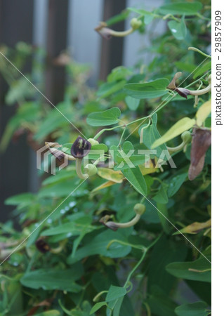 Horses' Suzuki Umine Tincture Hanafumi is "humorous" 29857909