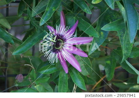 Watch grass flower language is "believing heart" Watch grass flower language is "believing heart" 29857941