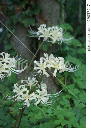 白色Higanohana Albiflora白花筍 29857947