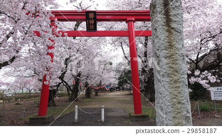 Cherry blossoms at Katsu Shrine Cherry blossoms at Katsu Shrine 29858187