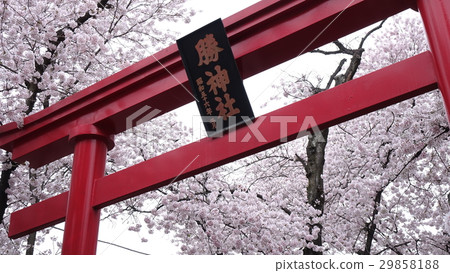 Cherry blossoms at Katsu Shrine Cherry blossoms at Katsu Shrine 29858188