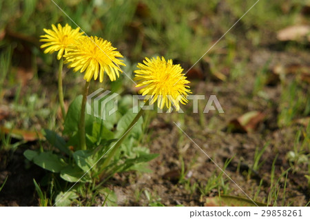 Dandelion Dandelion 29858261