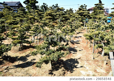 Pine tree planting 29858548
