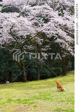 Sakura and cherry-blossom dog 29858554