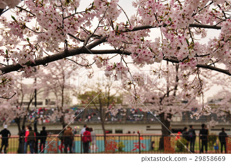 Spring of the Yamazaki River 29858669