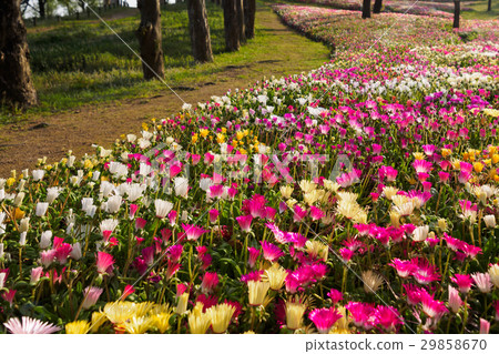 Livingston Daisy's blooming road 29858670