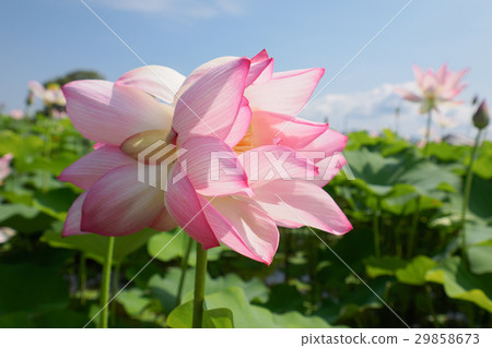 兩朵荷花蓮花 29858673