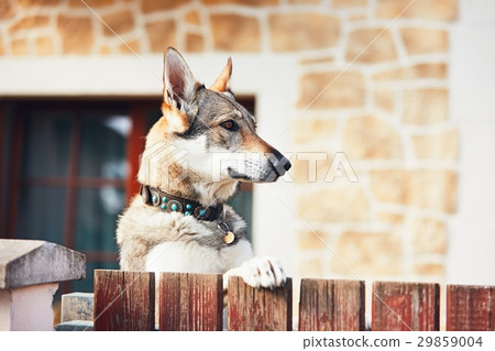 Dog behind the fence Dog behind the fence 29859004