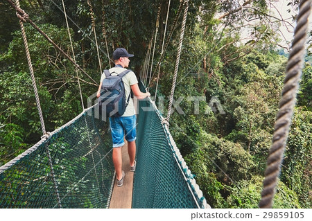 Canopy walk in rainforest Canopy walk in rainforest 29859105
