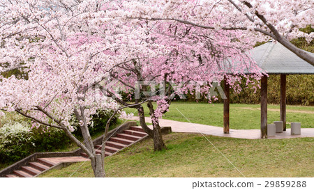 千里中央公園盛開的櫻花盛開 29859288