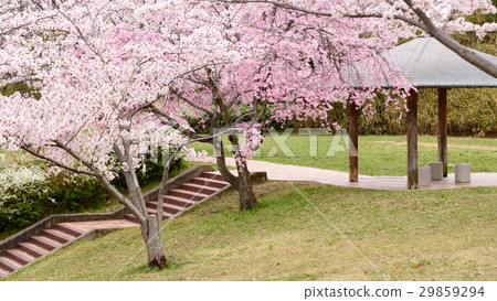 千里中央公園盛開的櫻花盛開 29859294