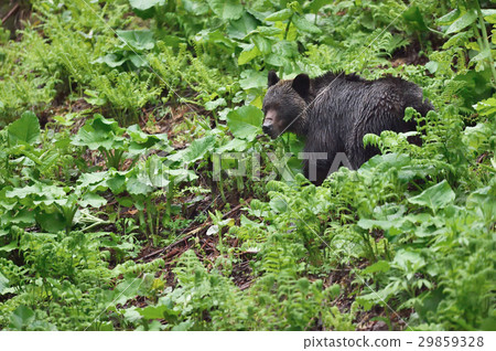 知床的棕熊 29859328