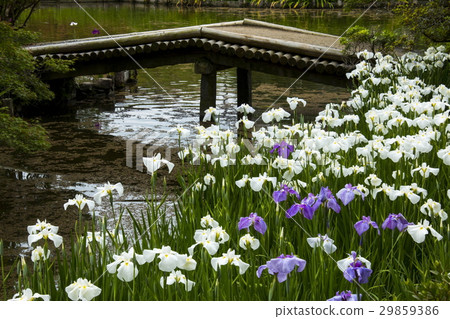 Umiya神社的虹膜 29859386